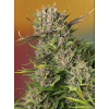 Papaya Zoap Auto